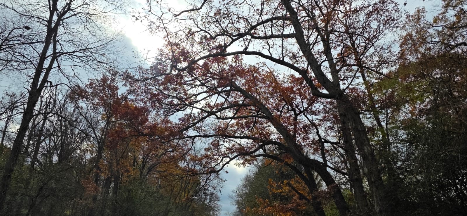 Arbre