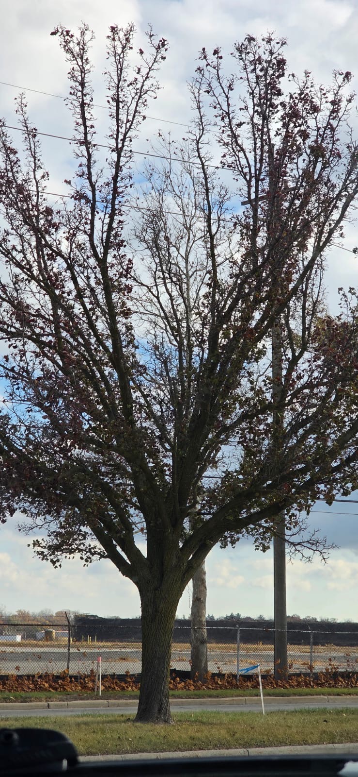 Arbres