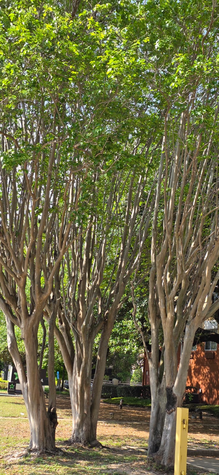 Arbres